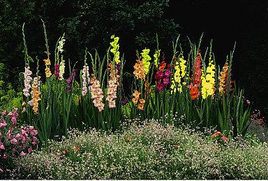 Switch 2首月销量创纪录 轻松超越GBA